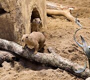 Zoologijos sodui Vilniuje &bdquo;Zoopark&ldquo; &ndash; vieneri metai