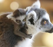 Zoologijos sodui Vilniuje &bdquo;Zoopark&ldquo; &ndash; vieneri metai