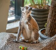 Zoologijos sodui Vilniuje &bdquo;Zoopark&ldquo; &ndash; vieneri metai
