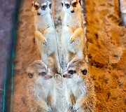 Zoologijos sodui Vilniuje &bdquo;Zoopark&ldquo; &ndash; vieneri metai