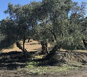 Alyvuogių aliejus: kuo jis ypatingas vos i&scaron;spaustas?