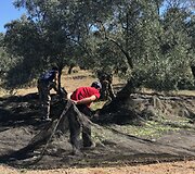 Alyvuogių aliejus: kuo jis ypatingas vos i&scaron;spaustas?