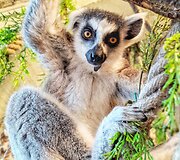 &bdquo;Zoopark&ldquo; džiaugiasi pasaulį i&scaron;vydusiais katinių lemūrų jaunikliais