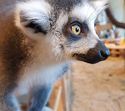 &bdquo;Zoopark&ldquo; džiaugiasi pasaulį i&scaron;vydusiais katinių lemūrų jaunikliais