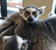 &bdquo;Zoopark&ldquo; džiaugiasi pasaulį i&scaron;vydusiais katinių lemūrų jaunikliais