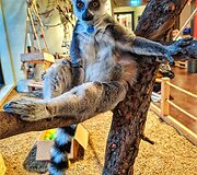 &bdquo;Zoopark&ldquo; džiaugiasi pasaulį i&scaron;vydusiais katinių lemūrų jaunikliais