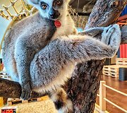 &bdquo;Zoopark&ldquo; džiaugiasi pasaulį i&scaron;vydusiais katinių lemūrų jaunikliais