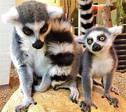 &bdquo;Zoopark&ldquo; džiaugiasi pasaulį i&scaron;vydusiais katinių lemūrų jaunikliais