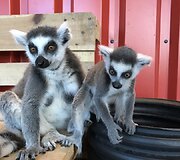 &bdquo;Zoopark&ldquo; džiaugiasi pasaulį i&scaron;vydusiais katinių lemūrų jaunikliais