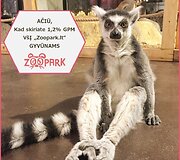 &bdquo;Zoopark&ldquo; džiaugiasi pasaulį i&scaron;vydusiais katinių lemūrų jaunikliais