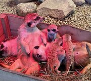 Zoologijos sode &bdquo;Zoopark&ldquo; surikatos atsivedė jauniklių