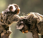 Spalis &bdquo;Zoopark&ldquo; &ndash; i&scaron;skirtinės pramogos ir nemokamos ekskursijos
