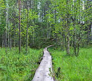 Suomijos nacionalinių parkų gamta