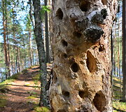 Suomijos nacionalinių parkų gamta