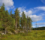 Suomijos nacionalinių parkų gamta