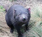  Tasmanijos velnias