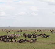 Kelionės po Keniją - Tanzaniją akimirkos 