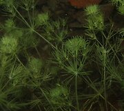 &Scaron;iurpinis žvakidumblis