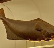 Atlantinis paltusas Tado Ivanausko zoologijos muziejuje