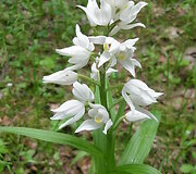 Kardalapis garbenis (Cephalanthera longifolia)
