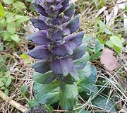Stačioji vasgina (Ajuga pyramidalis)