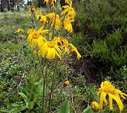 Kalninė arnika (Arnica montana)