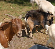 Antano prižiūrima banda Pervalkos (Kur&scaron;ių nerija) mi&scaron;kuose