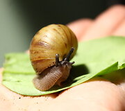 Maža achatina 
