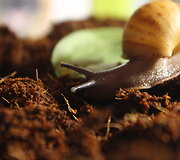 Achatina ant kokosų durpių 