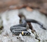 Roki&scaron;kietės Jolitos Pretkutės Lietuvos mi&scaron;kuose nufotografuotos angys ir žalčiai