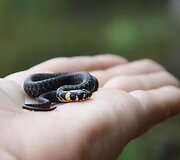 Roki&scaron;kietės Jolitos Pretkutės Lietuvos mi&scaron;kuose nufotografuotos angys ir žalčiai