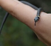 Roki&scaron;kietės Jolitos Pretkutės Lietuvos mi&scaron;kuose nufotografuotos angys ir žalčiai