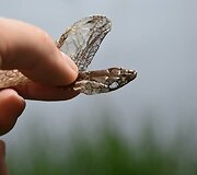 Roki&scaron;kietės Jolitos Pretkutės Lietuvos mi&scaron;kuose nufotografuotos angys ir žalčiai