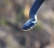 Roki&scaron;kietės Jolitos Pretkutės Lietuvos mi&scaron;kuose nufotografuotos angys ir žalčiai