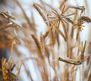 Aldona Ilickienė i&scaron; Mančiagirės kaimo pina &scaron;iaudinius sodus 