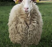 Sūrininkė Laima ir jos &scaron;eimos ūkis Varėnos rajone