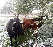 Sūrininkė Laima ir jos &scaron;eimos ūkis Varėnos rajone