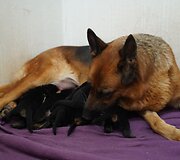 Živilės Čepulienės augintiniai 