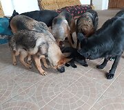 Živilės Čepulienės augintiniai 