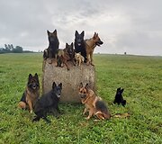 Živilės Čepulienės augintiniai 