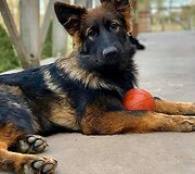 Živilės Čepulienės augintiniai 
