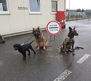 Živilės Čepulienės augintiniai 