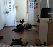 Živilės namuose gyvena gaidys Feliksas