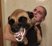 Giedriaus augintinė belgų aviganė &Scaron;aita