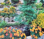 Kristinos &Scaron;eniauskienės puoselėjimas gėlynas prie daugiabučio 