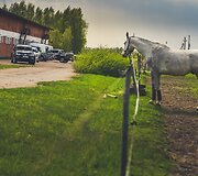 &Scaron;iuolaikiniai darbiniai arkliai ir istoriniai