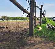&Scaron;iuolaikiniai darbiniai arkliai ir istoriniai