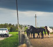 &Scaron;iuolaikiniai darbiniai arkliai ir istoriniai
