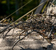 Trečioji diena Ladogos bekelės varžybose lietuviams kainavo nervų