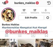 Natalijos Bunkės katinas Maiklas 